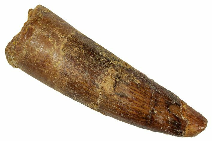 Fossil Spinosaurus Tooth - Feeding Worn Tip #333652